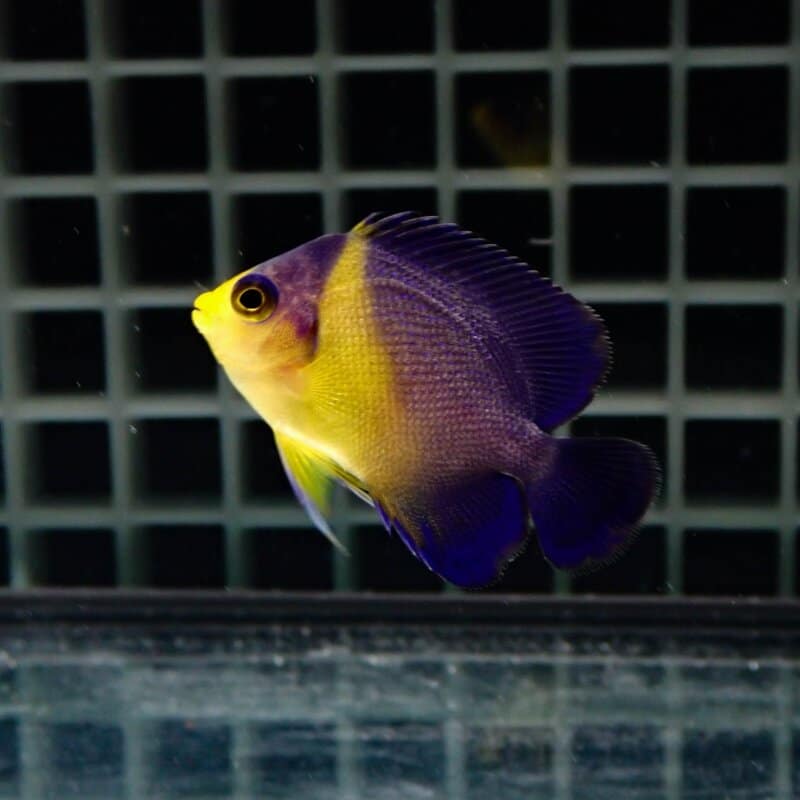セール価格【サンプル画像】 スミレヤッコ 3-4cm±! 海水魚 ヤッコ 15時までのご注文で当日発送