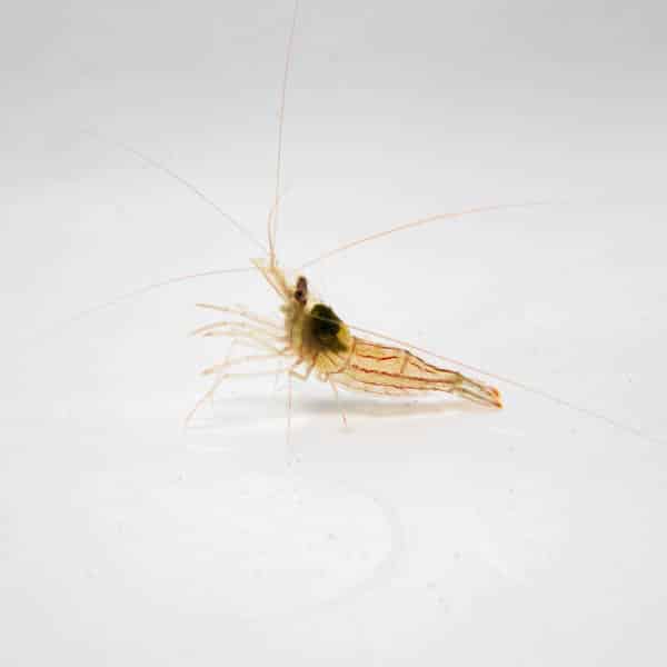 ペパーミントシュリンプ 3匹 2-4cm±! 海水魚 エビ カーリー対策【15時までのご注文で当日発送】(t129
