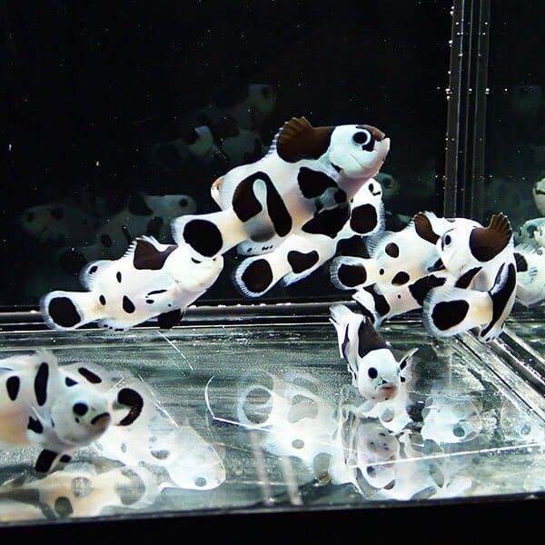 ブラックストームオセラリス 【1匹】 3-4cm±  個体指定不可! 海水魚 クマノミ 餌付け 15時までのご注文で当日発送