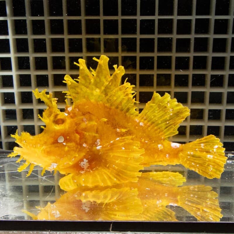 【現物136】ボロカサゴ 17cm± ! 海水魚  15時までのご注文で当日発送【カサゴ】