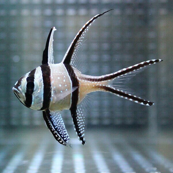 プテラポゴン カウデルニー 3-6cm【1匹】! 海水魚 テンジクダイ 15時までのご注文で当日発送