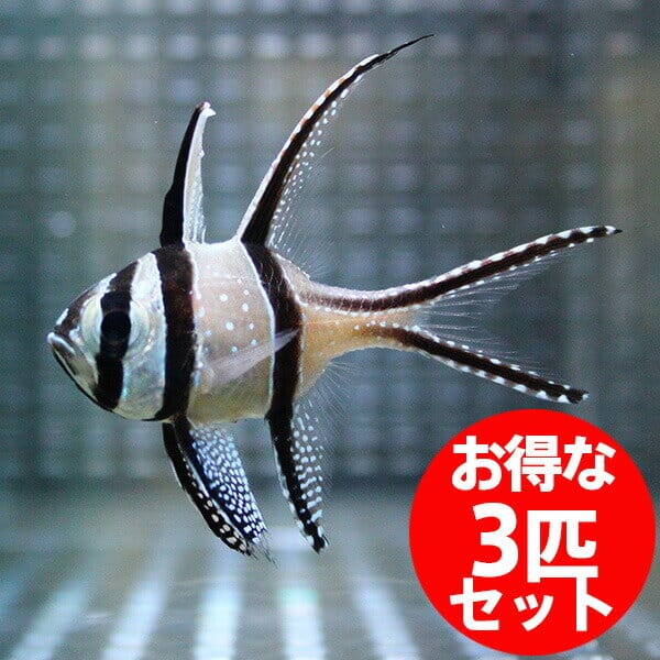 プテラポゴン カウデルニー 3-6cm【3匹】! 海水魚 テンジクダイ 15時までのご注文で当日発送