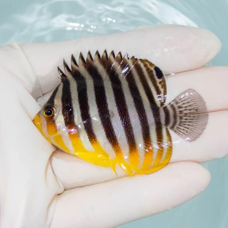 【現物229】シマヤッコ 6cm±! 海水魚 生体 15時までのご注文で当日発送