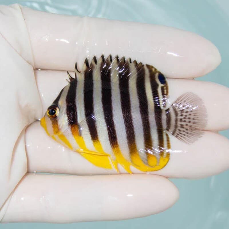 【現物230】シマヤッコ 5.5cm±! 海水魚 生体 15時までのご注文で当日発送