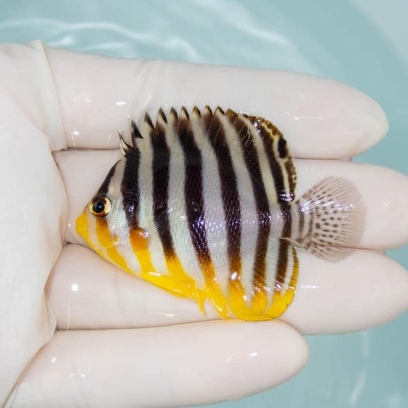 【現物231】シマヤッコ 5.5cm±! 海水魚 生体 15時までのご注文で当日発送