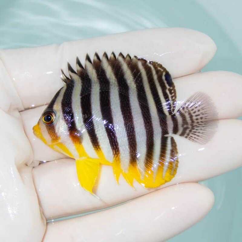 【現物234】シマヤッコ 5.5cm±! 海水魚 生体 15時までのご注文で当日発送