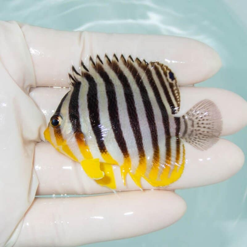【現物236】シマヤッコ 6cm±! 海水魚 生体 15時までのご注文で当日発送