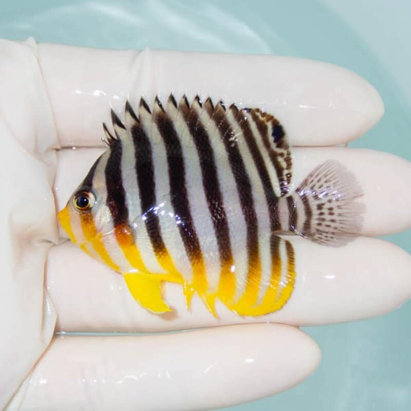 【現物238】シマヤッコ 6cm±! 海水魚 生体 15時までのご注文で当日発送