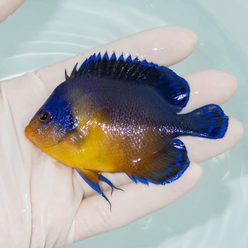 【現物240】スミレヤッコ 8.5cm±! 海水魚 ヤッコ 15時までのご注文で当日発送