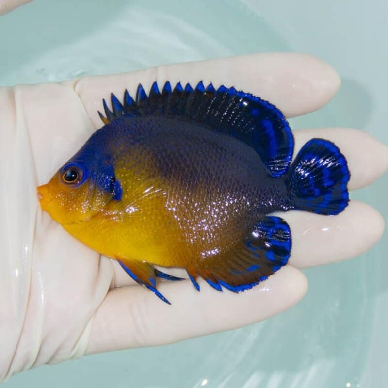 【現物241】スミレヤッコ 8cm±! 海水魚 ヤッコ 15時までのご注文で当日発送