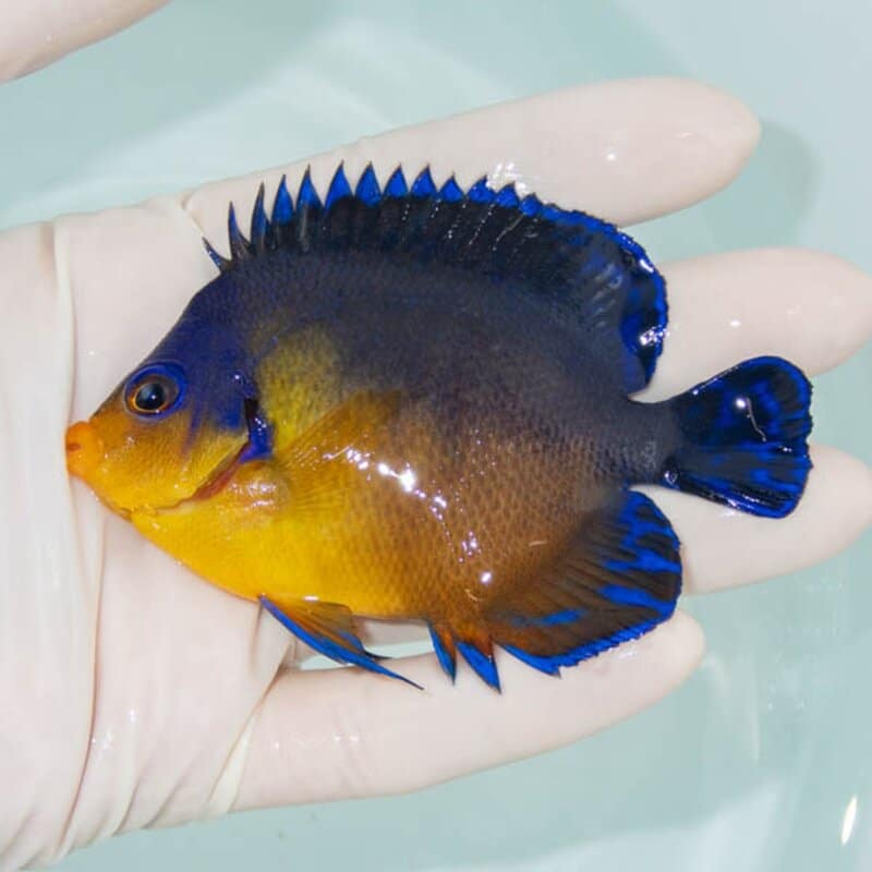 【現物242】スミレヤッコ 9cm±! 海水魚 ヤッコ 15時までのご注文で当日発送