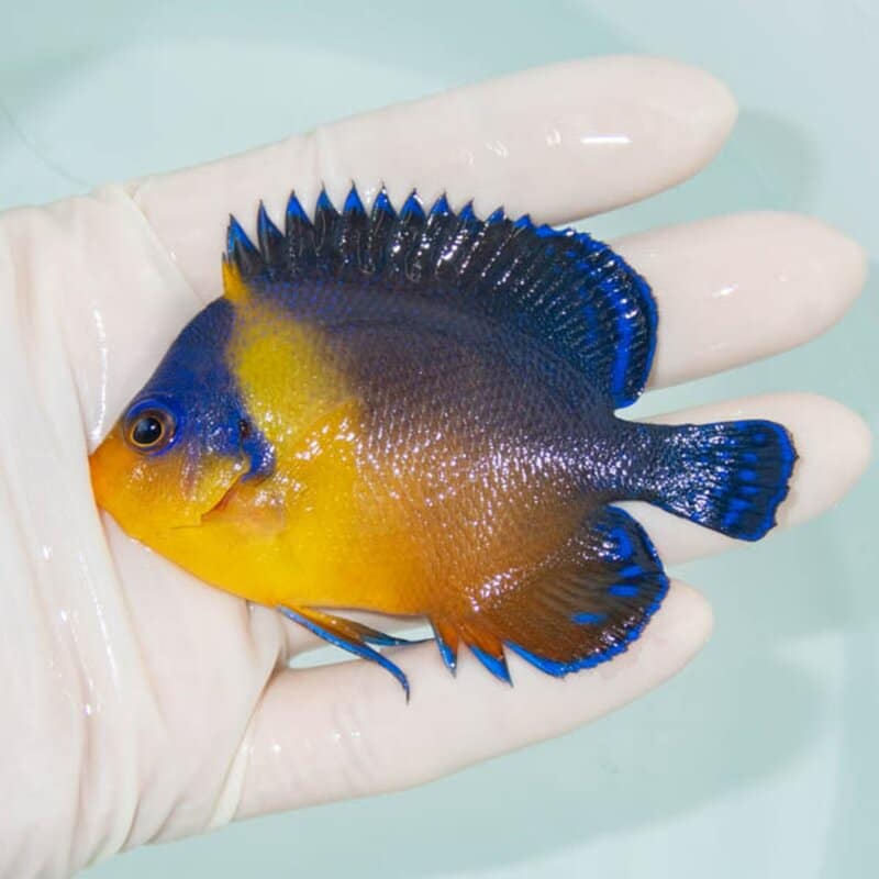 【現物244】スミレヤッコ 8.5cm±! 海水魚 ヤッコ 15時までのご注文で当日発送