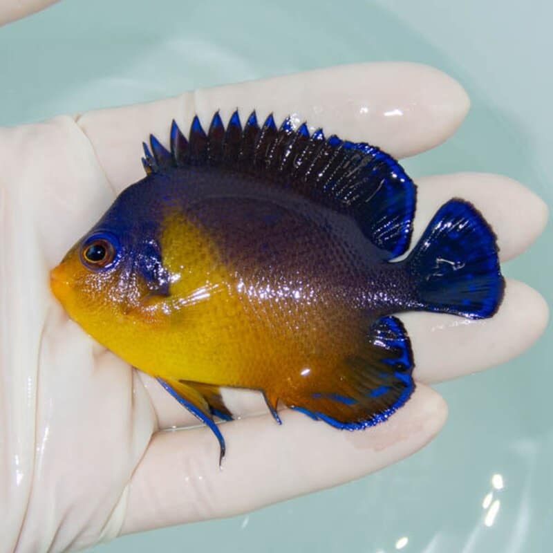 【現物245】スミレヤッコ 8cm±! 海水魚 ヤッコ 15時までのご注文で当日発送