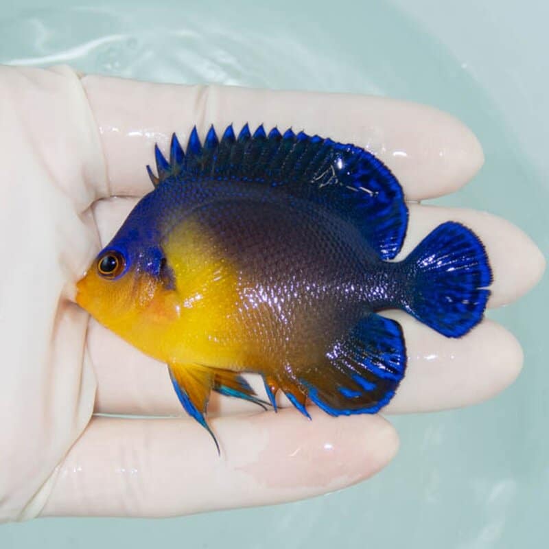 【現物246】スミレヤッコ 7cm±! 海水魚 ヤッコ 15時までのご注文で当日発送