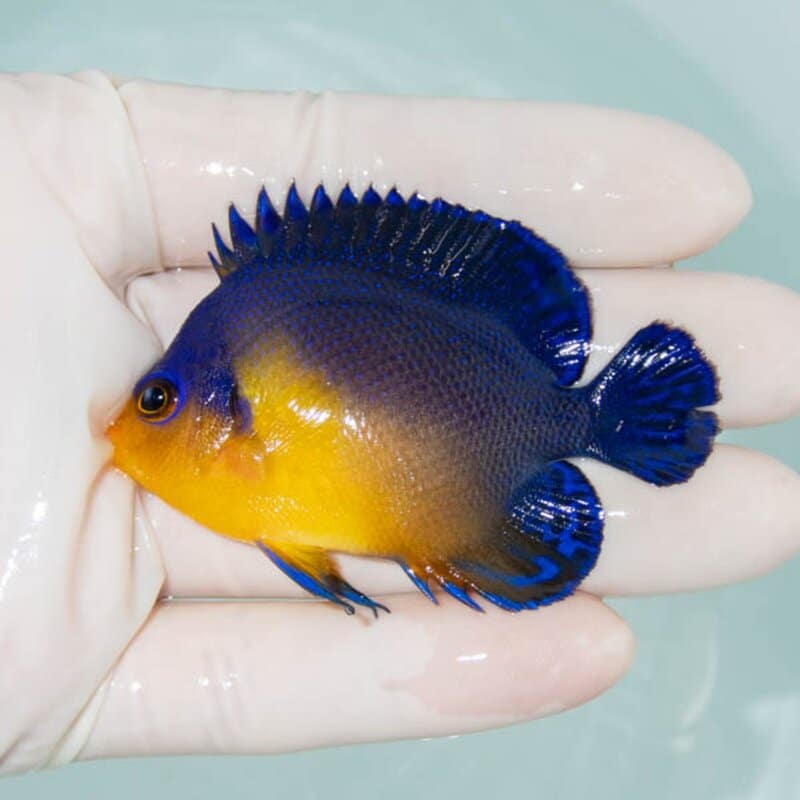 【現物247】スミレヤッコ 6.5cm±! 海水魚 ヤッコ 15時までのご注文で当日発送
