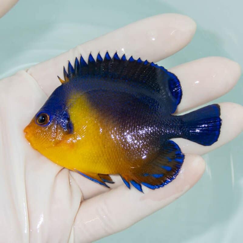 【現物248】スミレヤッコ 8cm±! 海水魚 ヤッコ 15時までのご注文で当日発送