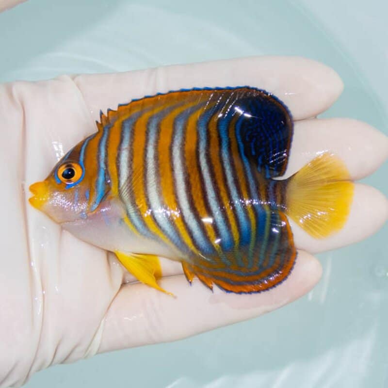【現物249】スミレヤッコ 8cm±! 海水魚 ヤッコ 15時までのご注文で当日発送