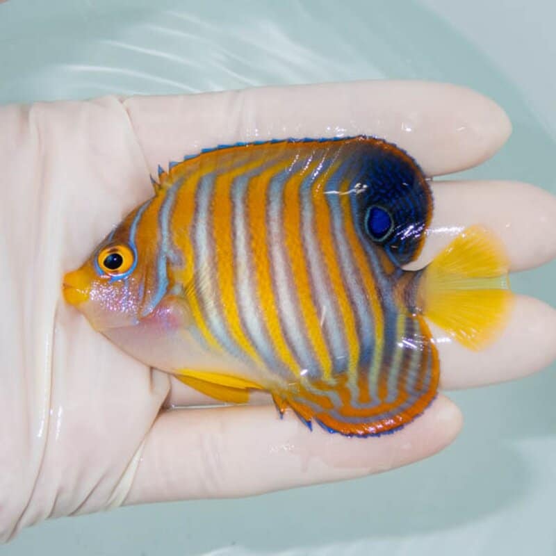 【現物250】ニシキヤッコ 8cm±!海水魚 ヤッコ15時までのご注文で当日発送
