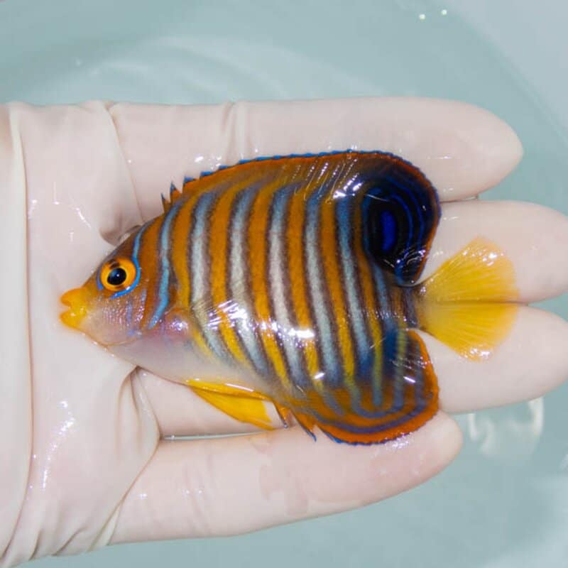 【現物254】ニシキヤッコ 7.5cm±!海水魚 ヤッコ15時までのご注文で当日発送