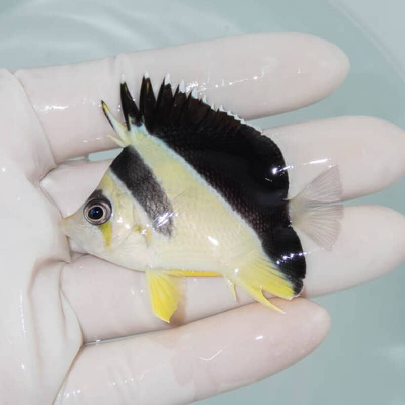 【現物256】バーゲスバタフライ 6cm±! 海水魚 チョウチョウウオ 15時までのご注文で当日発送