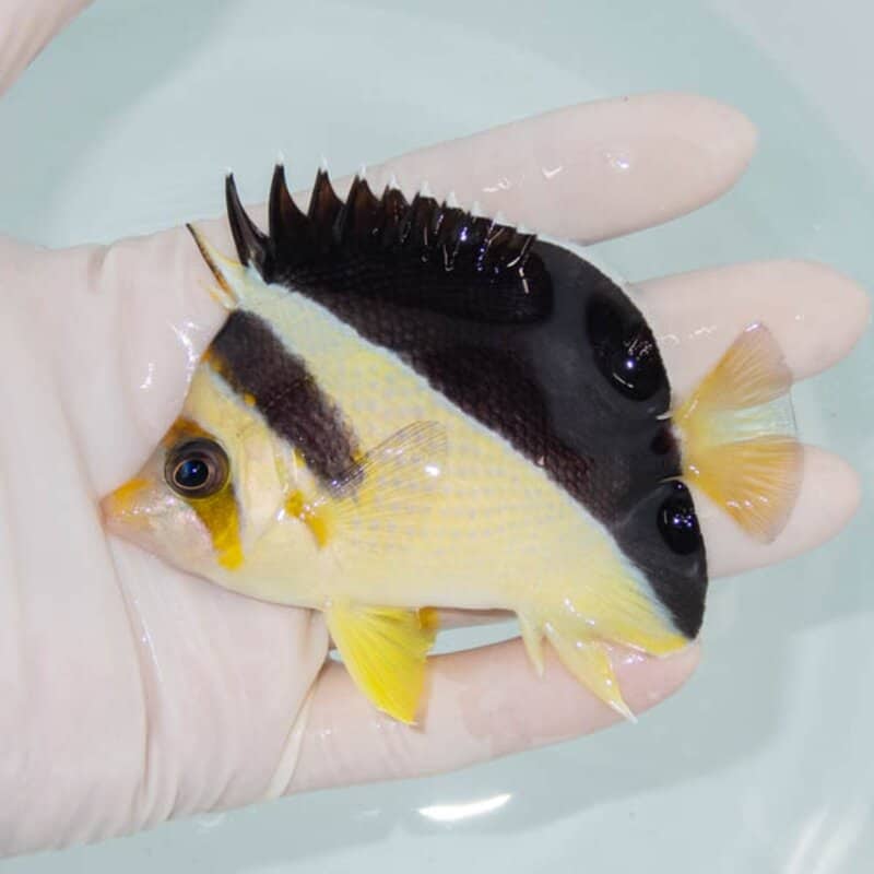 【現物257】イエローバーゲスバタフライ 9.5cm±! 海水魚 チョウチョウウオ 15時までのご注文で当日発送