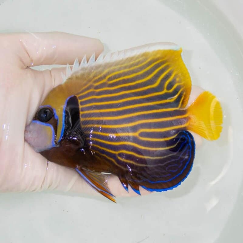 【現物259】タテジマキンチャクダイ 13cm±!海水魚 ヤッコ  15時までのご注文で当日発送