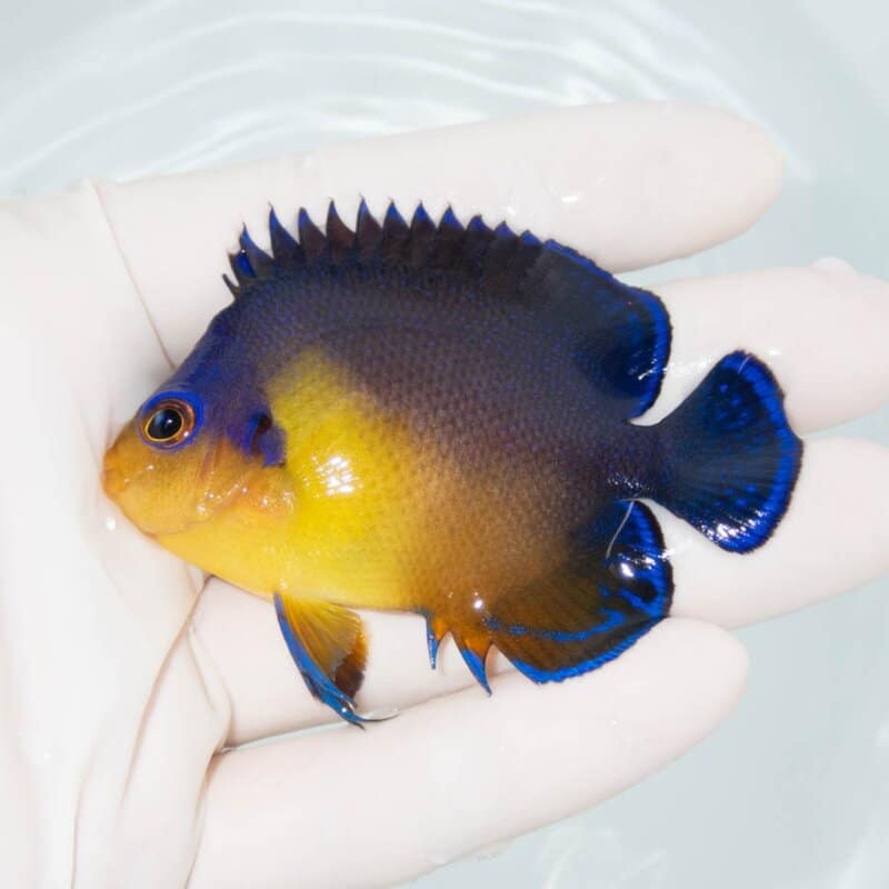 【現物326】スミレヤッコ 7cm±! 海水魚 ヤッコ 15時までのご注文で当日発送