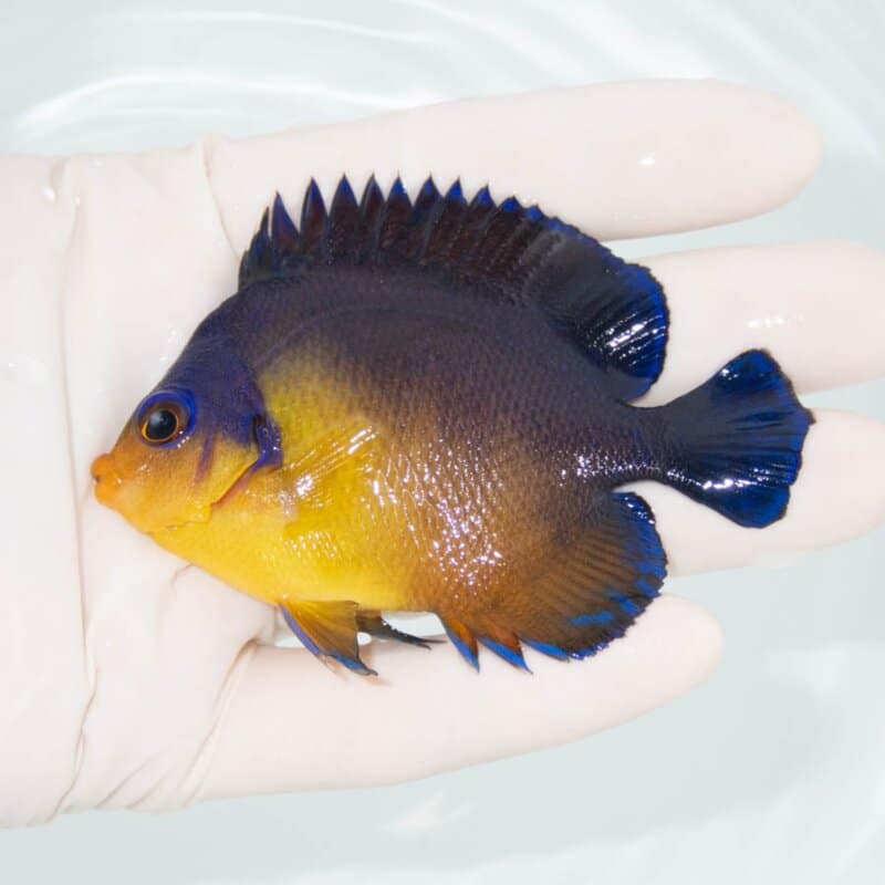 【現物327】スミレヤッコ 8cm±! 海水魚 ヤッコ 15時までのご注文で当日発送