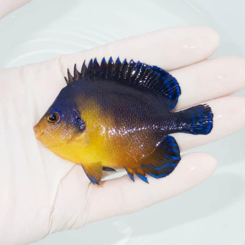 【現物328】スミレヤッコ 7.7cm±! 海水魚 ヤッコ 15時までのご注文で当日発送