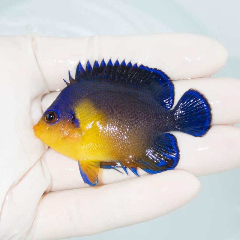【現物329】スミレヤッコ 6.2cm±! 海水魚 ヤッコ 15時までのご注文で当日発送