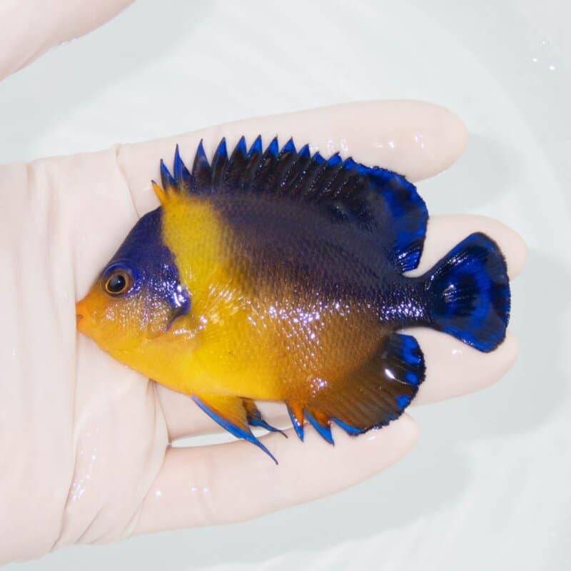 【現物332】スミレヤッコ 9cm±! 海水魚 ヤッコ 15時までのご注文で当日発送