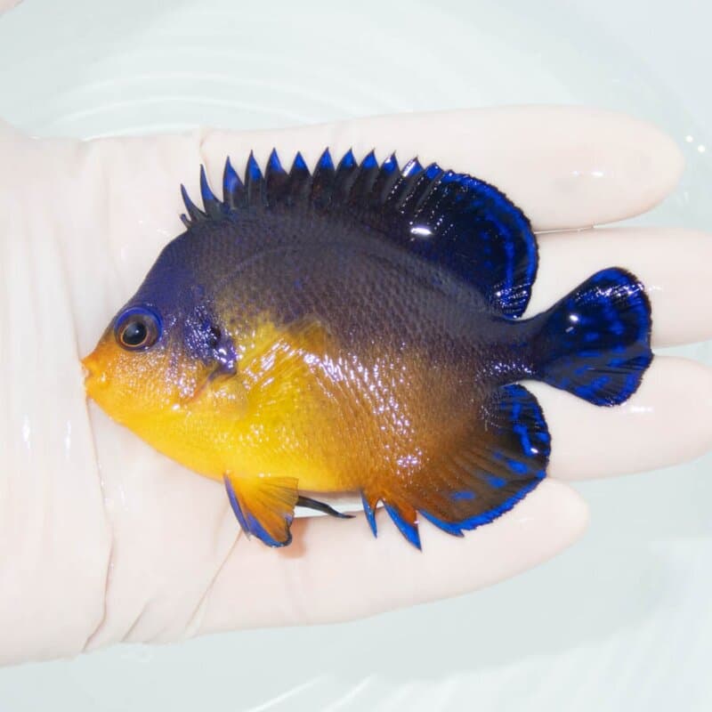 【現物333】スミレヤッコ 8.5cm±! 海水魚 ヤッコ 15時までのご注文で当日発送