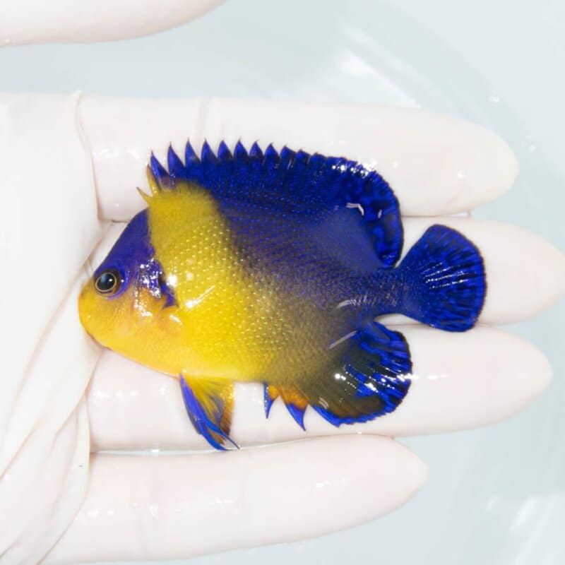 【現物334】スミレヤッコ 6.5cm±! 海水魚 ヤッコ 15時までのご注文で当日発送