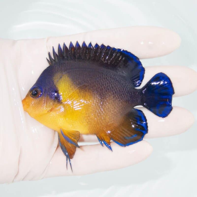 【現物335】スミレヤッコ 8.5cm±! 海水魚 ヤッコ 15時までのご注文で当日発送