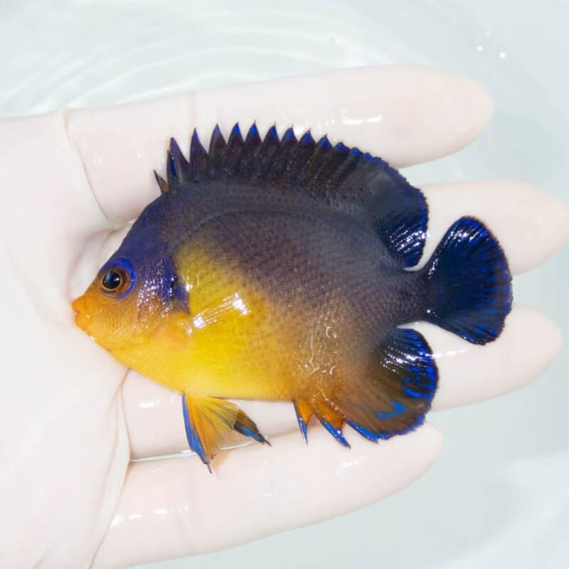 【現物336】スミレヤッコ 7.5cm±! 海水魚 ヤッコ 15時までのご注文で当日発送