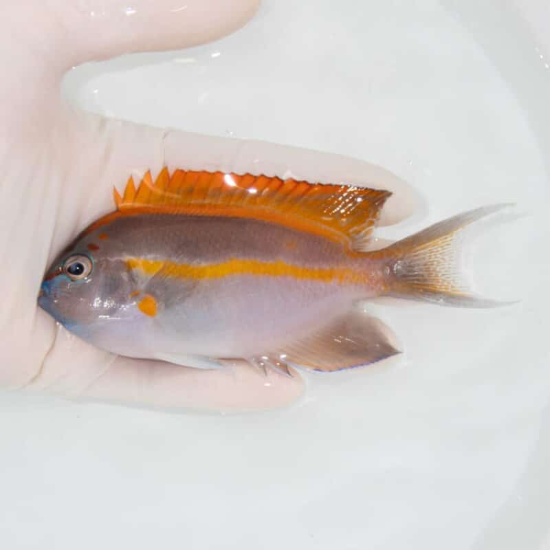 【現物338】ベルスエンゼル ♂ 12cm±! 海水魚 ヤッコ 15時までのご注文で当日発送