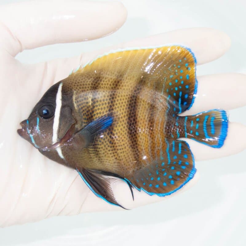 【現物340】ロクセンヤッコ 10cm± ! 海水魚 ヤッコ 15時までのご注文で当日発送