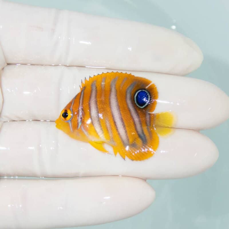 【現物343】ニシキヤッコ 4cm±!海水魚 ヤッコ15時までのご注文で当日発送
