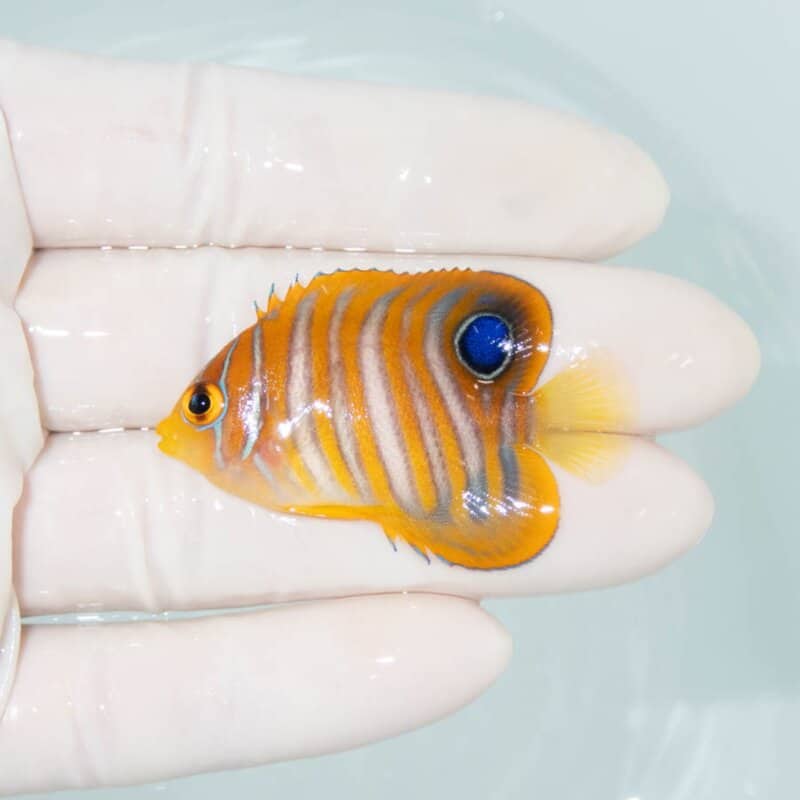 【現物344】ニシキヤッコ 4.7cm±!海水魚 ヤッコ15時までのご注文で当日発送