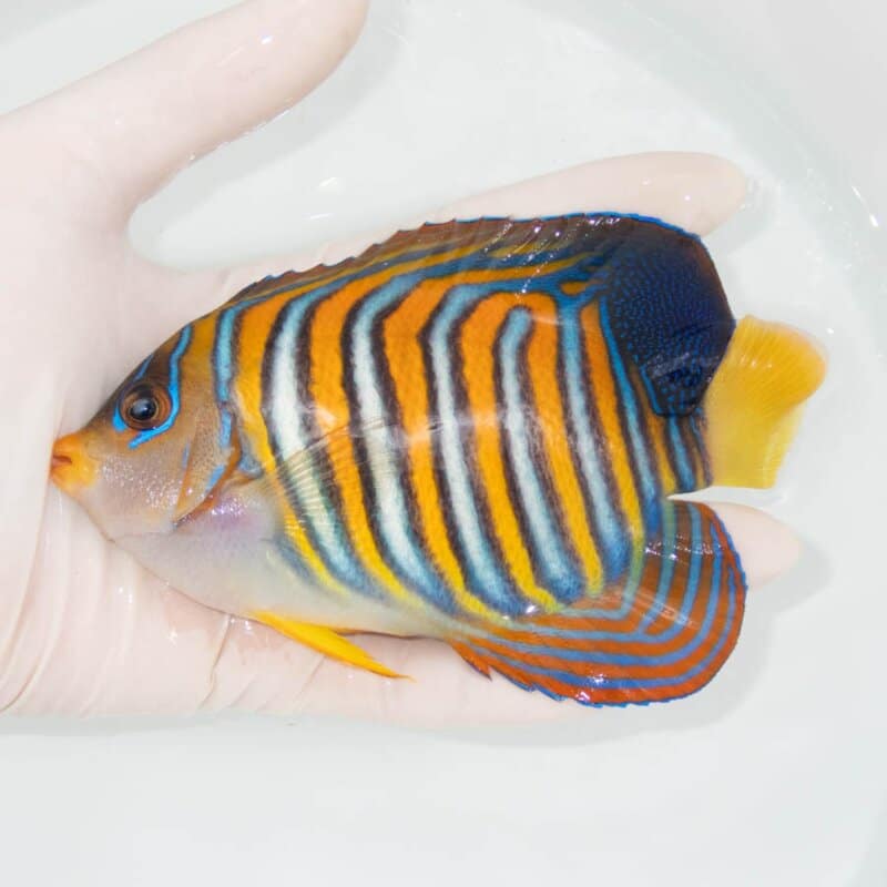 【現物345】ニシキヤッコ 14cm±!海水魚 ヤッコ15時までのご注文で当日発送