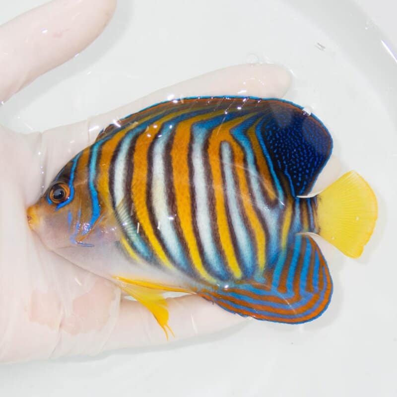 【現物346】ニシキヤッコ 12.5cm±!海水魚 ヤッコ15時までのご注文で当日発送