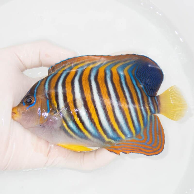 【現物347】ニシキヤッコ 15.5cm±!海水魚 ヤッコ15時までのご注文で当日発送