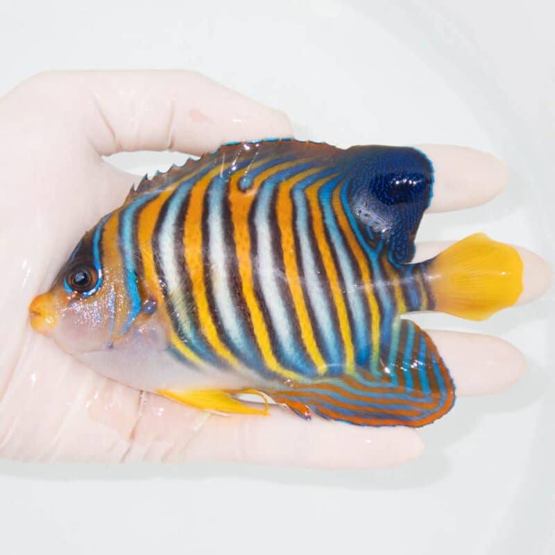 【現物348】ニシキヤッコ 13cm±! 海水魚 ヤッコ 15時までのご注文で当日発送
