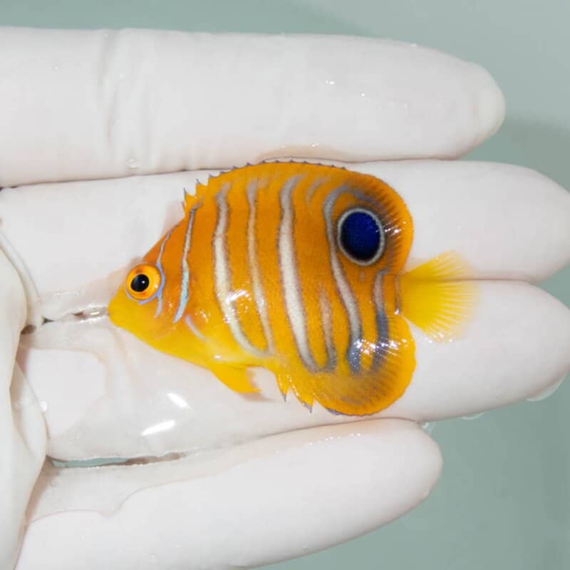 【現物350】モルディブ産インドニシキヤッコ 4.5cm±! 海水魚 ヤッコ 15時までのご注文で当日発送