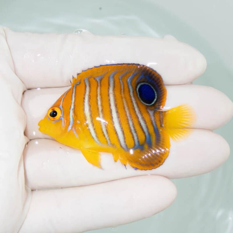 【現物351】モルディブ産インドニシキヤッコ 5.5cm±! 海水魚 ヤッコ 15時までのご注文で当日発送