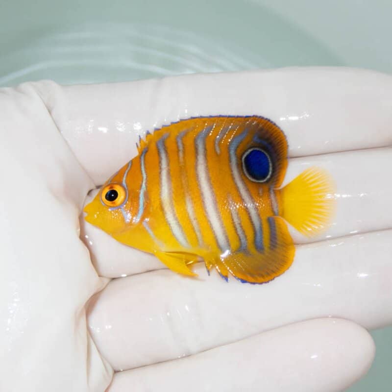 【現物353】モルディブ産インドニシキヤッコ 4.5cm±! 海水魚 ヤッコ 15時までのご注文で当日発送