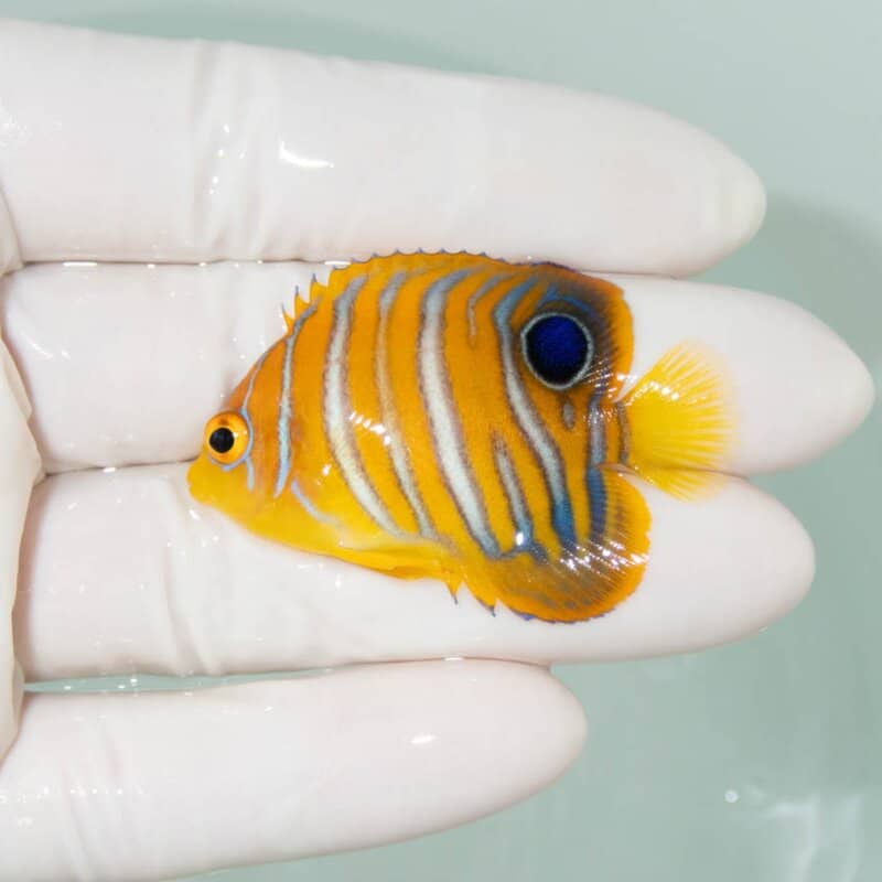 【現物355】モルディブ産インドニシキヤッコ 5cm±! 海水魚 ヤッコ 15時までのご注文で当日発送