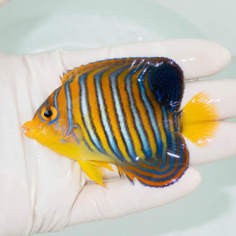【現物356】モルディブ産インドニシキヤッコ 8.5cm±! 海水魚 ヤッコ 15時までのご注文で当日発送