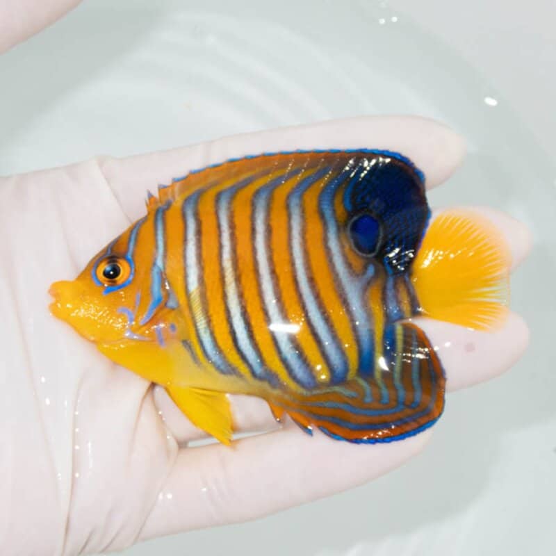 【現物358】モルディブ産インドニシキヤッコ 9.5cm±! 海水魚 ヤッコ 15時までのご注文で当日発送