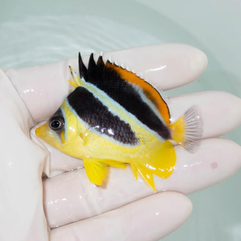 【現物359】インディアンバタフライ 6cm±! 海水魚 チョウチョウウオ 15時までのご注文で当日発送